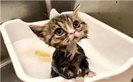 猫咪用人的沐浴露洗澡会怎样吗