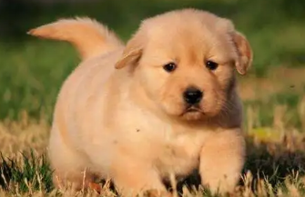 如何辨别金毛幼犬是否纯正