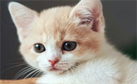 猫突然抽搐一会自己好了