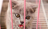 猫鼻支是怎么引起的