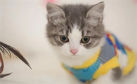 小猫携带狂犬病毒能活多久啊