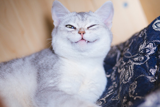 美短和英短杂交会生出什么小猫?好奇的话就来看看吧~ 美短和英短杂交会生出什么小猫?好奇的话就来看看吧~