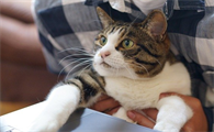 猫泌尿系统感染怎么治疗好