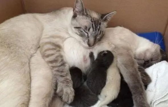 怀孕的母猫为什么越来越粘人啦