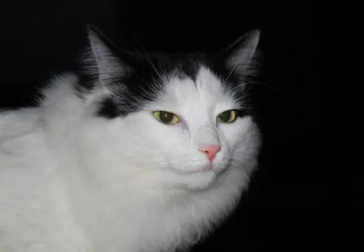 猫咪屁股拉屎擦的时候有血
