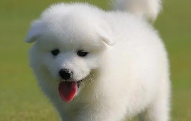幼犬几个月换成犬粮比较好