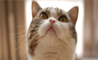猫肚子大除了传腹还有什么?