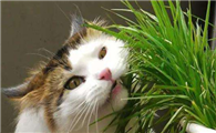 猫吐黄色呕吐物像屎一样怎么回事