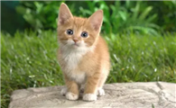 小猫能剪指甲吗
