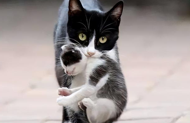 猫为什么单独叼一只小猫出来 猫为什么单独叼一只小猫出来