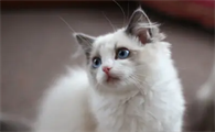 猫在室外能过冬天吗？