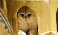 猫三天没拉屎但是撒尿怎么办