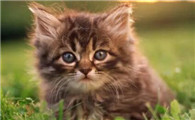 猫咪睡觉时呼吸急促肚子起伏很快速是怎么了，是什么病