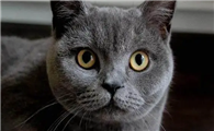 蓝猫公和母的区别是什么？这篇文章告诉你答案