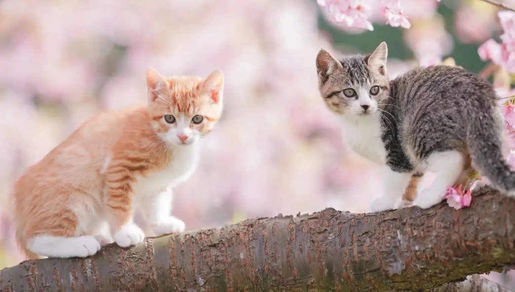 公猫和母猫一见面就打架,为什么? 公猫和母猫一见面就打架,为什么?