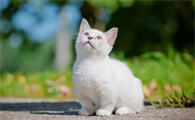 猫的下巴湿漉漉黏糊糊的怎么回事