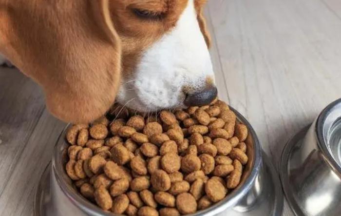 狗粮泡上五六个小时还能吃吗