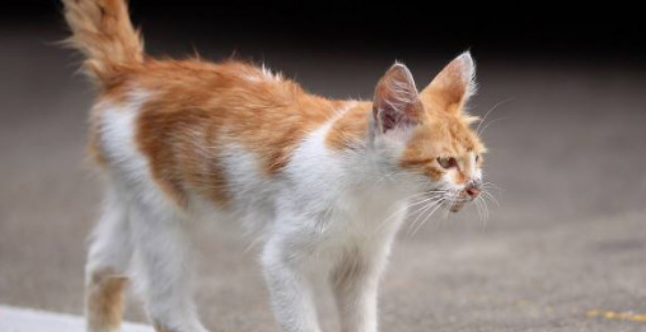 小猫应激反应表现有哪些