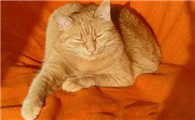 猫吃东西流眼泪是因为什么原因引起的