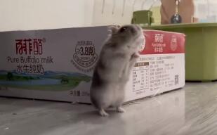 仓鼠被面包虫吃了 仓鼠被面包虫吃了