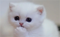 猫怀孕60天没有胎动正常吗