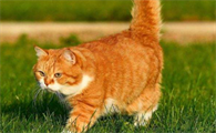 猫打完猫三联需要忌口吗多少天