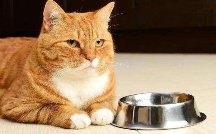 猫多久能适应新环境生活