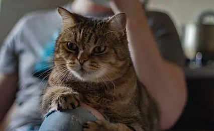怎么纠正猫咪乱拉粑粑的毛病 怎么纠正猫咪乱拉粑粑的毛病