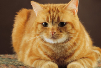 猫咪异常兴奋是什么情况 猫咪异常兴奋是什么情况