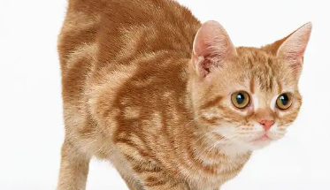 猫身上有黑色的点点是什么东西