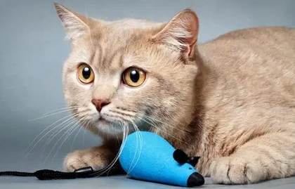 猫秃了一片毛是什么症状啊