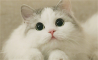 猫咪感冒了怎么办