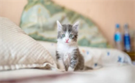 小公猫多大绝育比较好呢