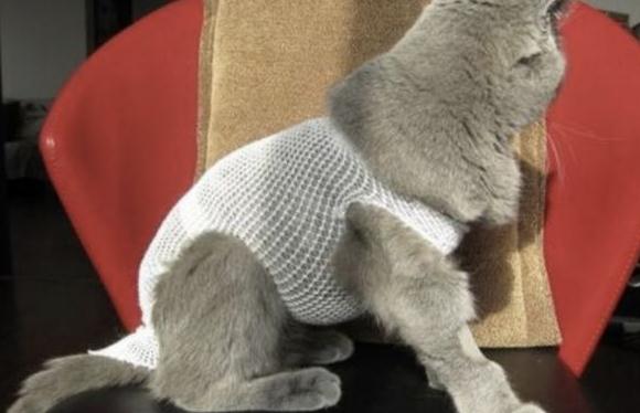 猫绝育手术注意事项及术后护理 猫绝育手术注意事项及术后护理