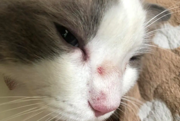猫咪眼角有一块肉变红怎么回事 猫咪眼角有一块肉变红怎么回事