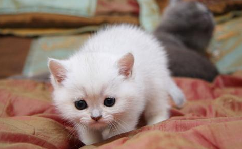 小奶猫呼吸急促肚子起伏快速怎么办 小奶猫呼吸急促肚子起伏快速怎么办