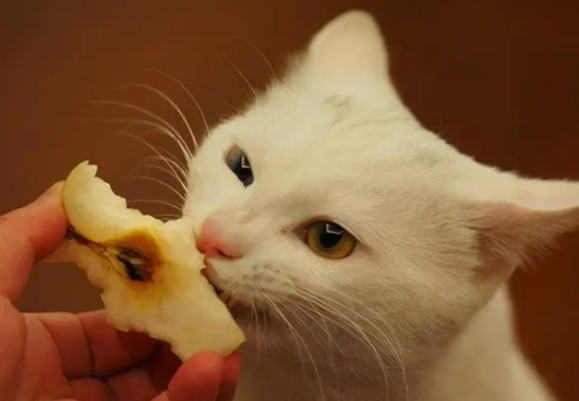猫得狂犬病还吃东西吗