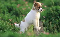 狗狗大便稀软怎么回事