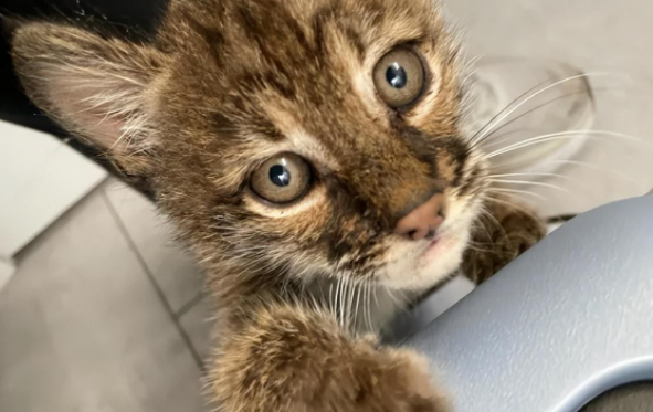 好评度超高的橘猫保姆，接手奇葩大客户…也太专业了