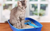 猫砂长蛆虫会影响猫咪么吗