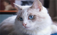 小猫脱肛怎么治疗?