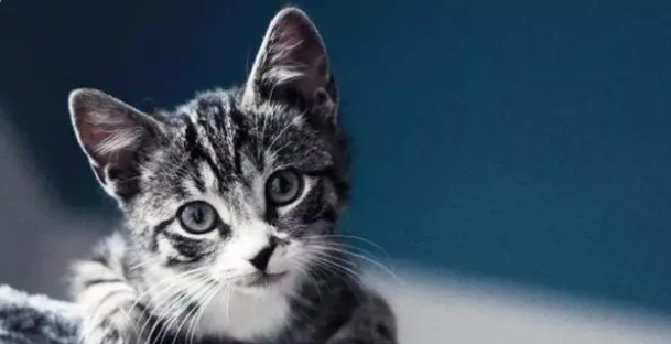 猫晚上会睡整夜吗为什么