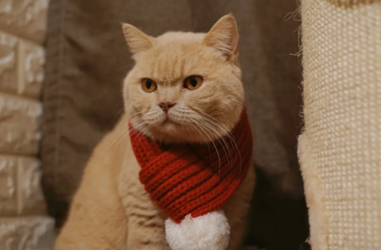 猫咪内驱和外驱可以同一天做吗？