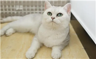 母猫生完小猫需要打消炎针吗