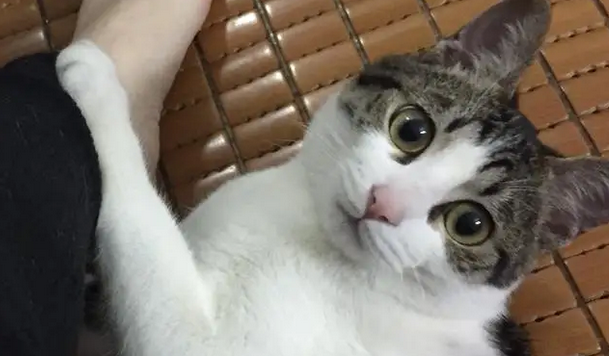 猫咪失声后可以恢复吗