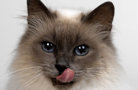 猫咪一定要驱虫吗