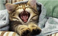 猫眼睛红红的是怎么回事