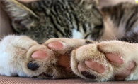 猫脚垫脱皮是怎么回事