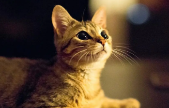 猫粘上老鼠胶怎么洗掉 猫粘上老鼠胶怎么洗掉