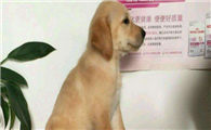 小狗多少天可以打第一针啊疫苗